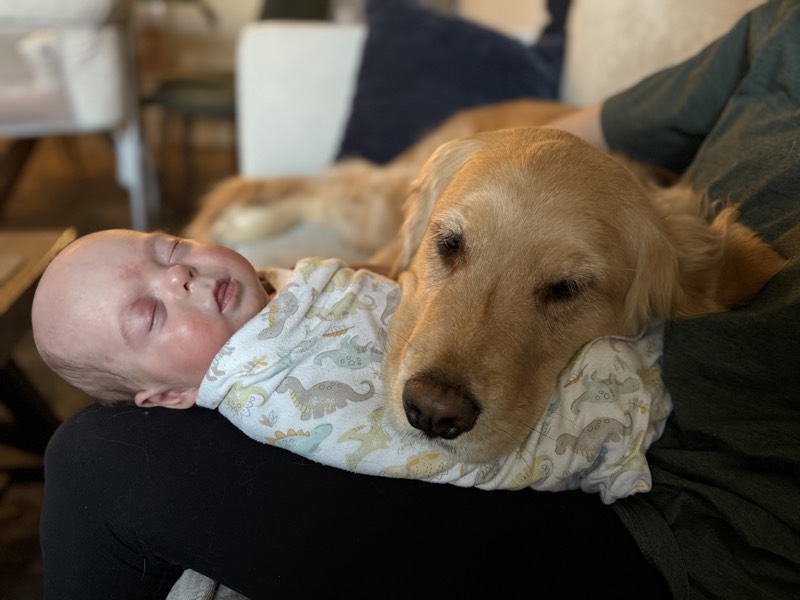 Peanut the Golden Retriever with baby