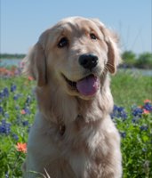 Peanut the Golden Retriever
